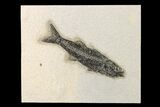 Uncommon Fish Fossil (Mioplosus) - Wyoming #163421-1